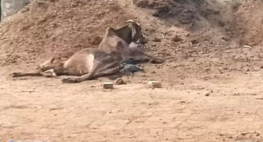 सरकार की योजनाओं का बंटाधार...गौशाला बन रहा है पशुओं के लिए मौतशाला, शासन-प्रशासन की खुली पोल